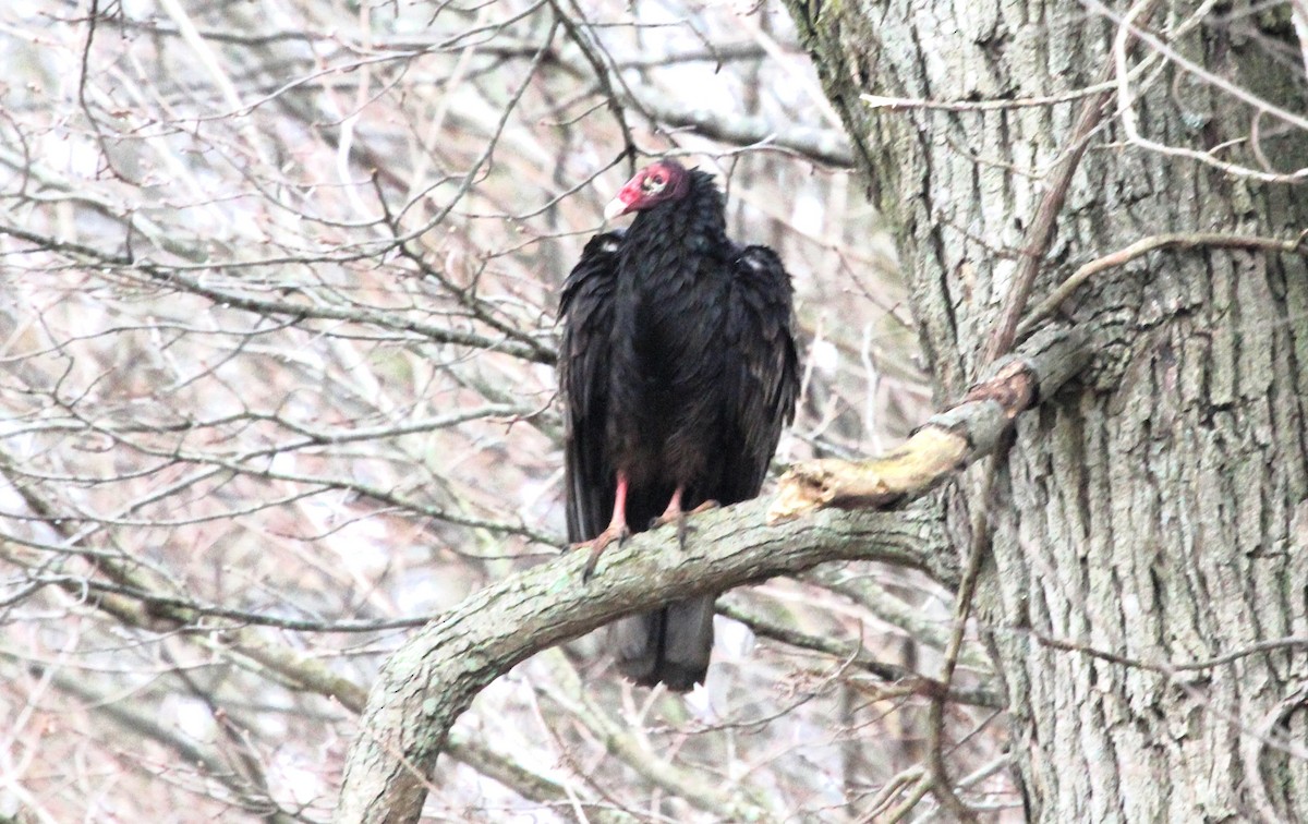 Pennsylvania Bird Atlas Checklist 15 Mar 2024 Elkhorn Rd. 17 species