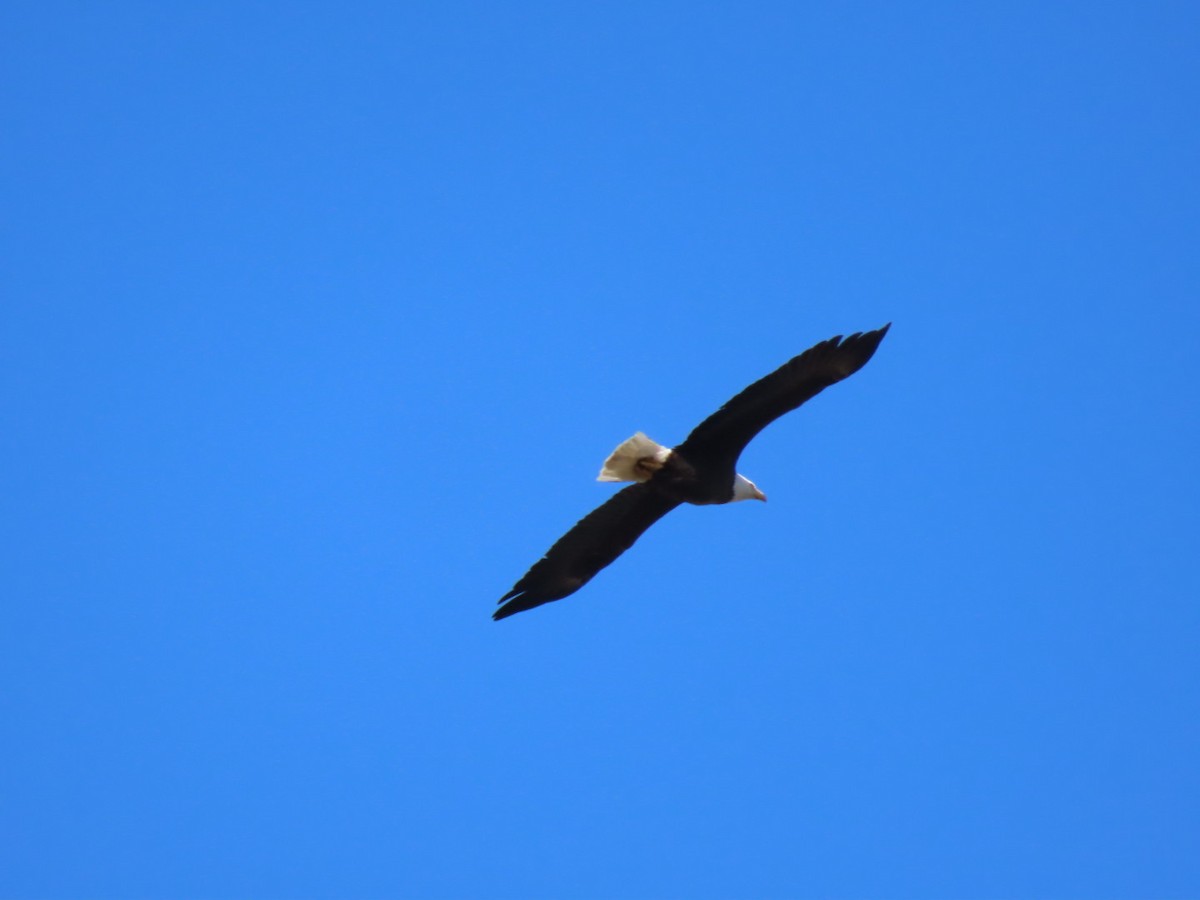 Bald Eagle - Herky Birder