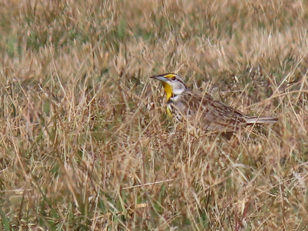 Eastern Meadowlark - Herky Birder
