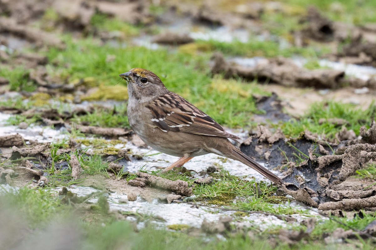 Golden-crowned Sparrow - ML616082155