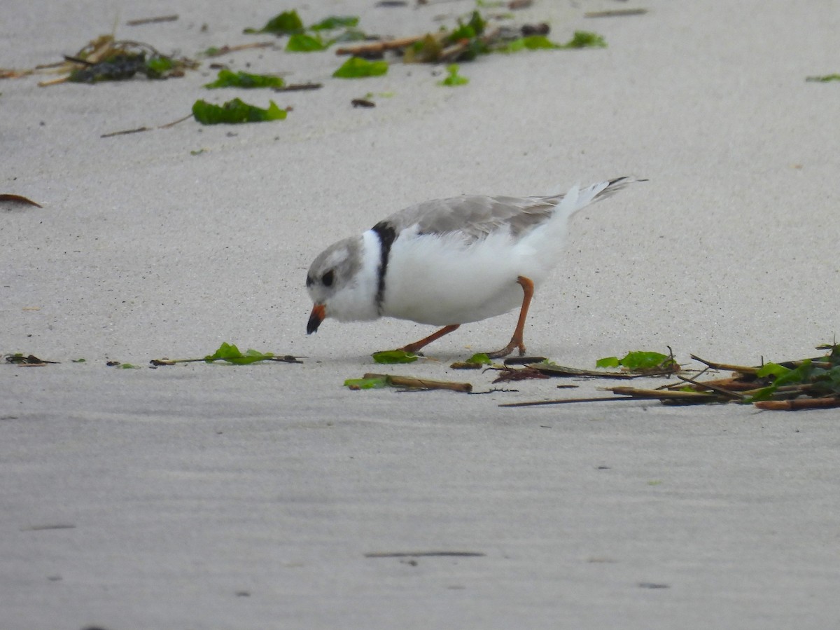 Piping Plover - ML616082168