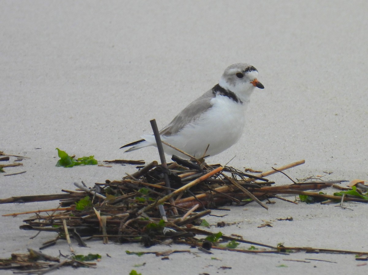 Piping Plover - ML616082169