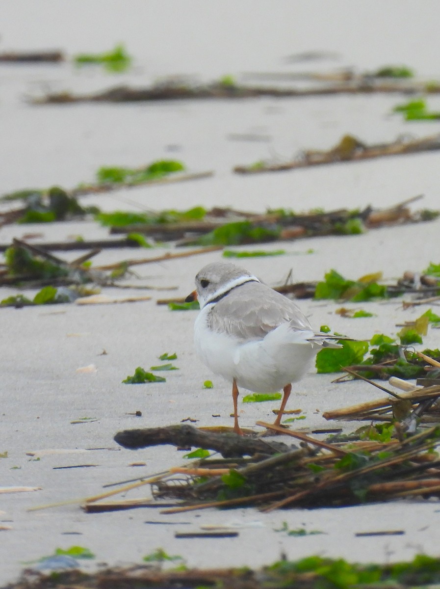 Piping Plover - ML616082170