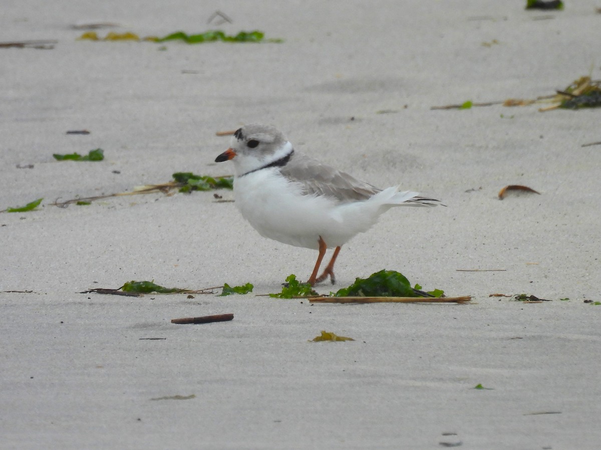 Piping Plover - ML616082171