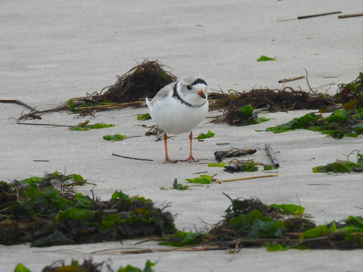 Piping Plover - ML616082172