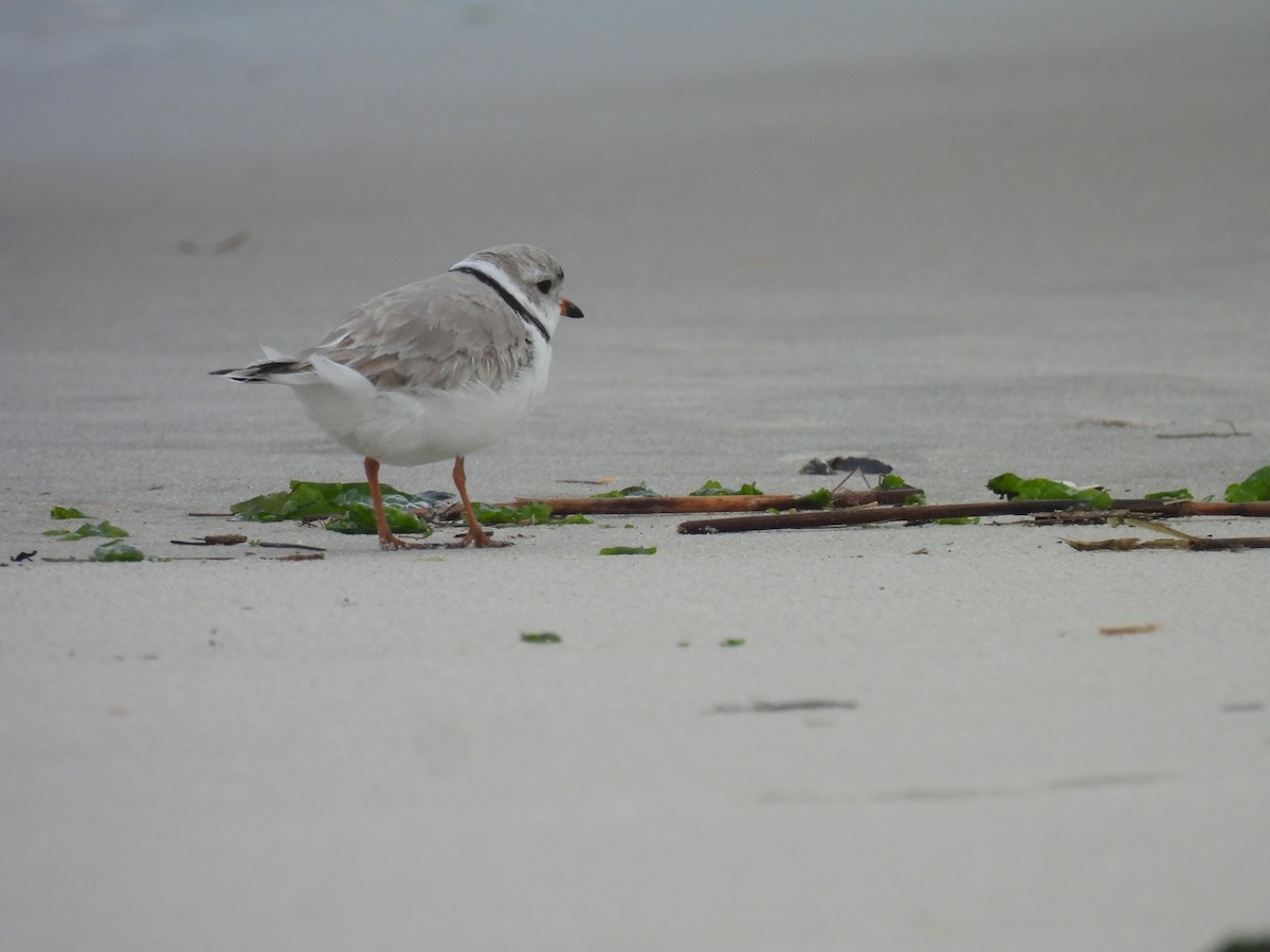 Piping Plover - ML616082173