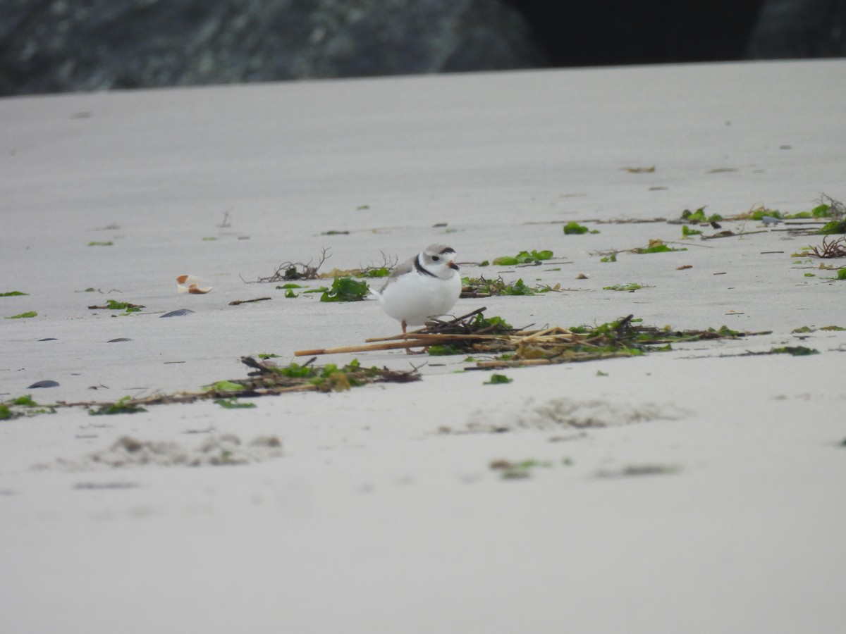 Piping Plover - ML616082174