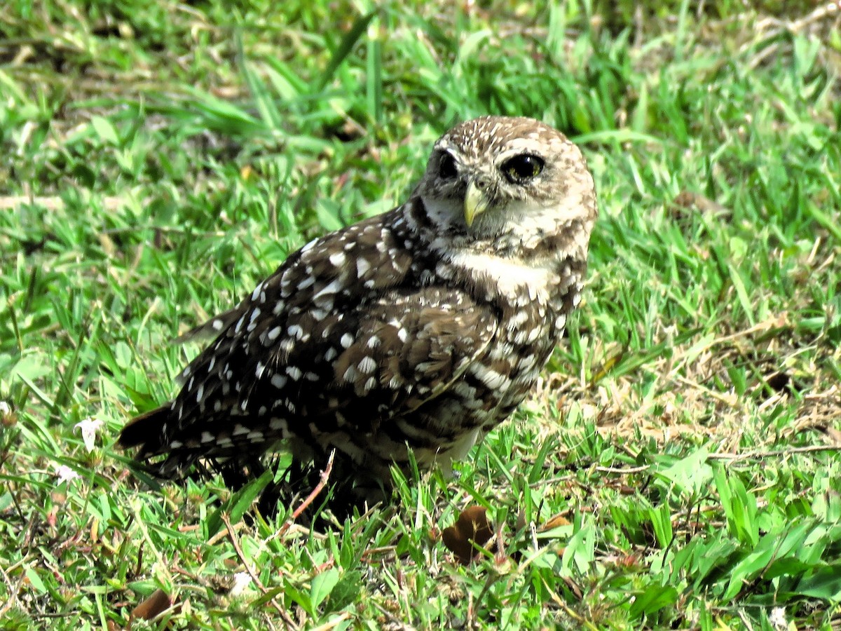 Burrowing Owl - ML616082188