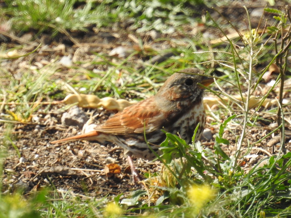 Fox Sparrow (Red) - ML616082190