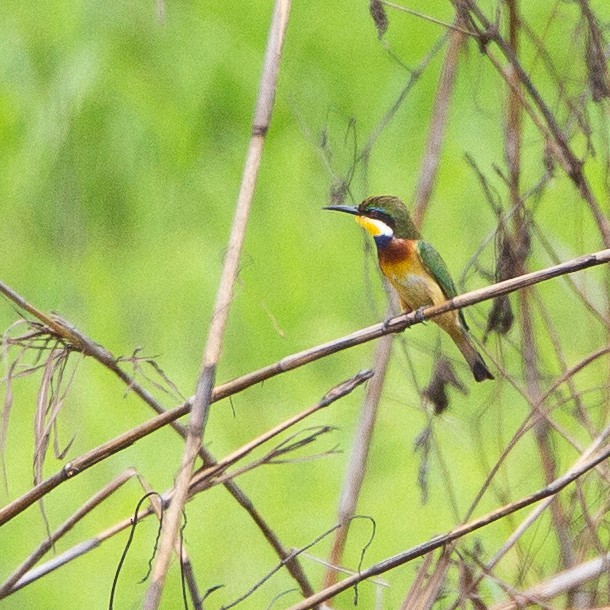 Blue-breasted Bee-eater - ML616082205