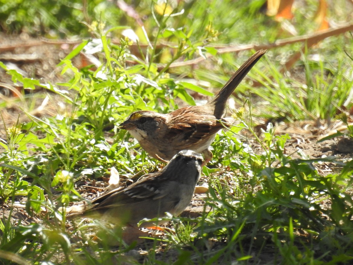 White-throated Sparrow - Mark Philippart
