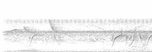 Çizgili Büyük Tiran - ML616082237