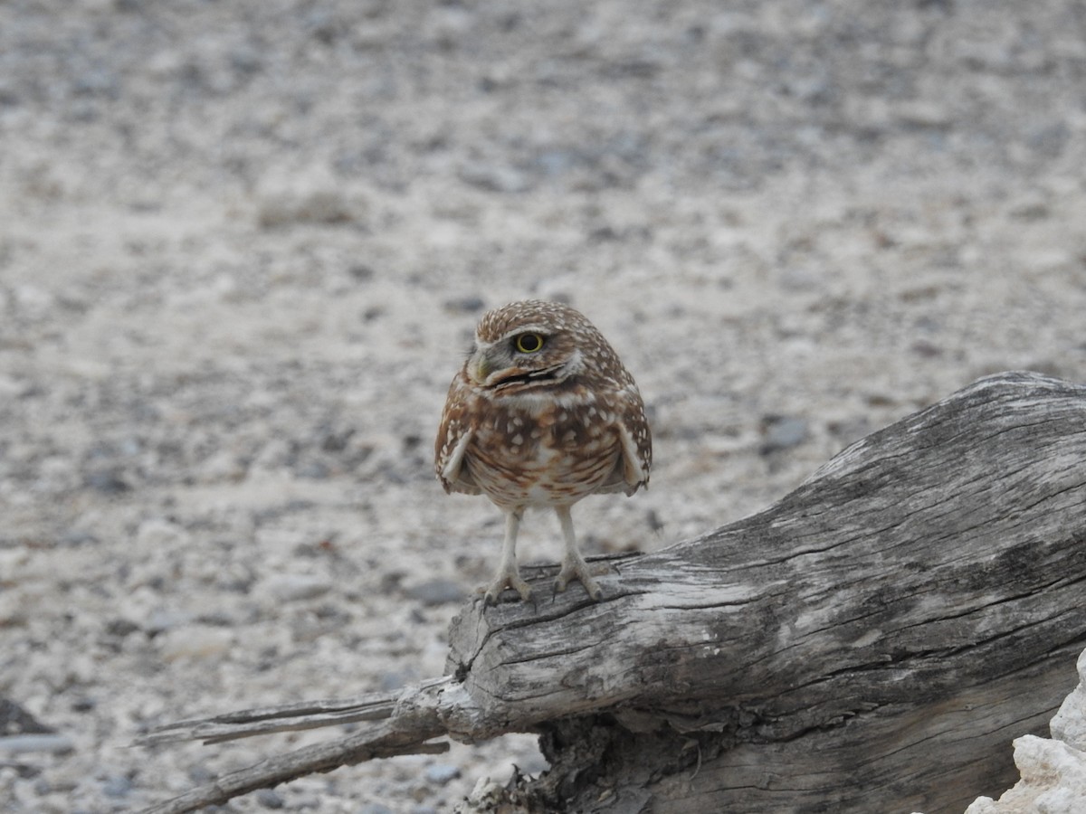 Burrowing Owl - ML616082281