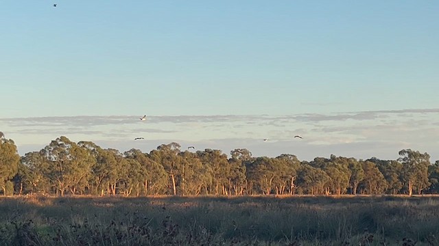 Австралийский пеликан - ML616082391