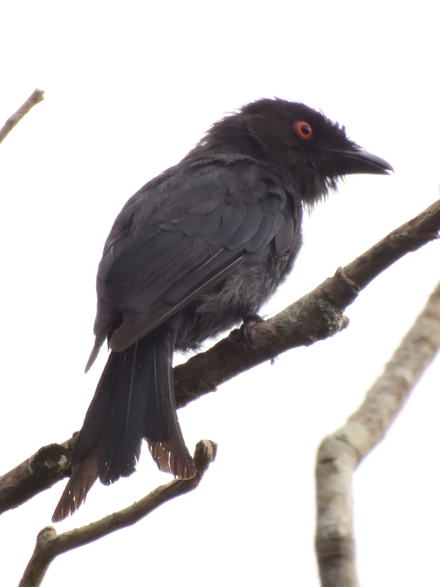 Square-tailed Drongo - ML616082395