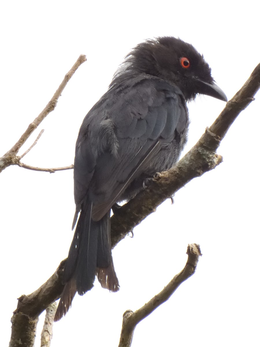Square-tailed Drongo - ML616082396