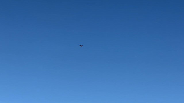 Peregrine Falcon (Australian) - ML616082399