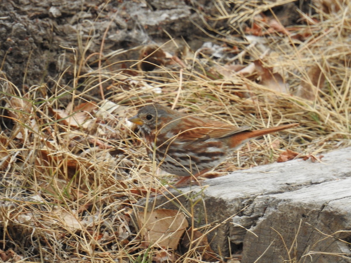 Fox Sparrow (Red) - ML616082637