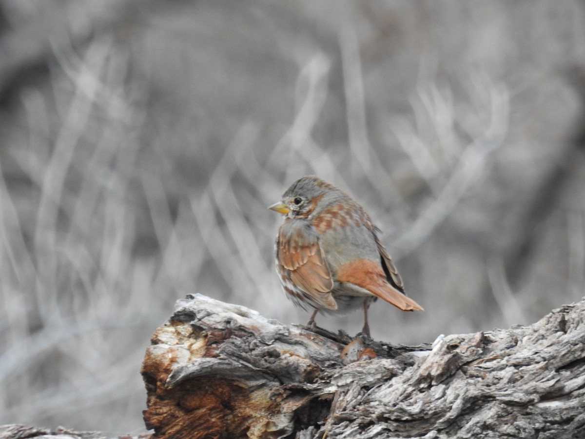 Fox Sparrow (Red) - ML616082641