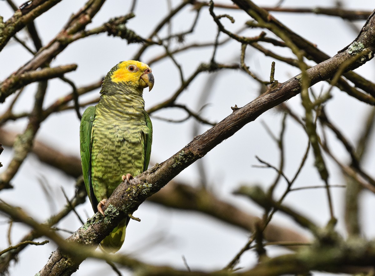 Yellow-faced Parrot - ML616082818