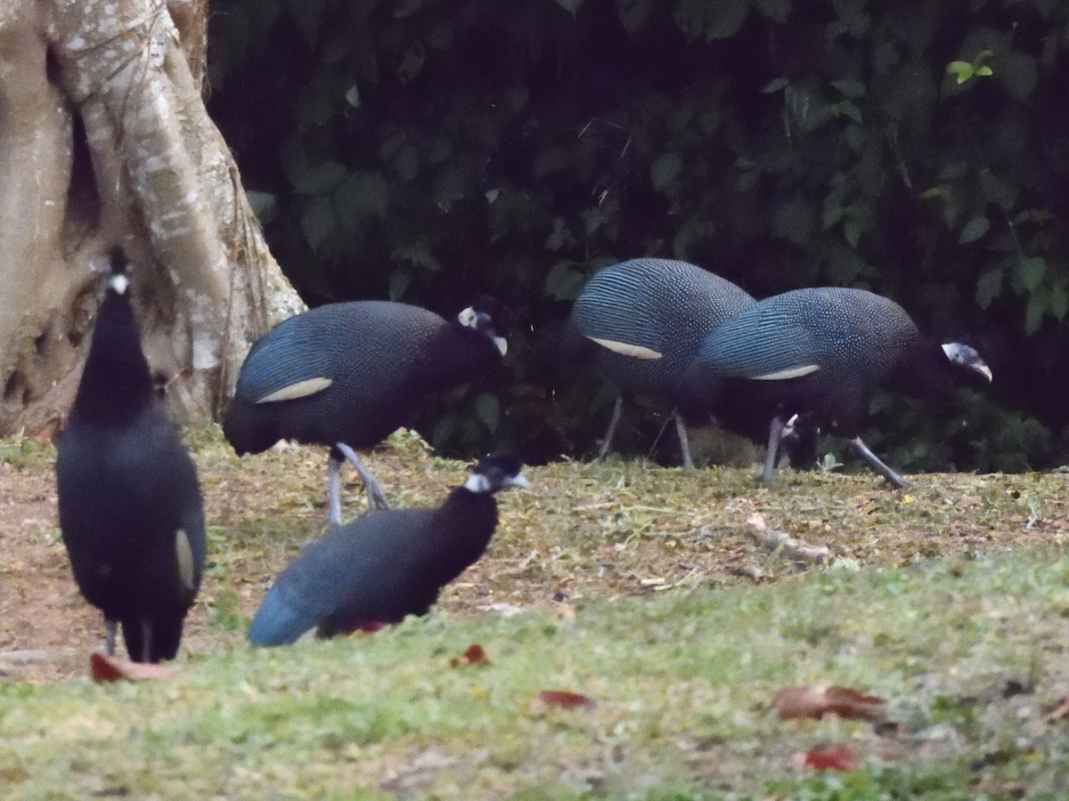 Southern Crested Guineafowl - ML616082845