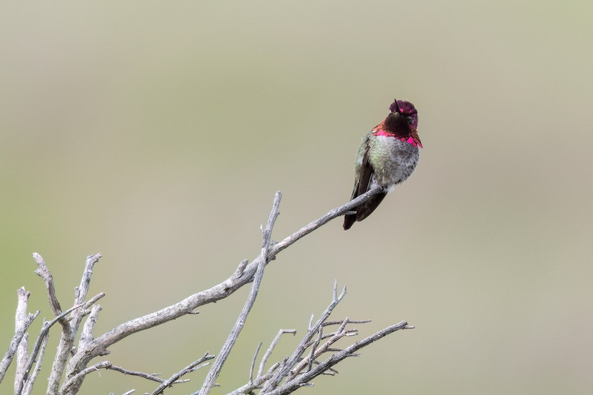 Anna's Hummingbird - ML616083052