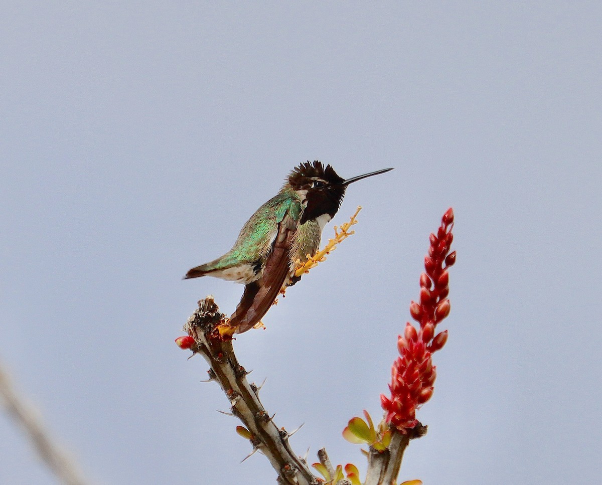 Costa's Hummingbird - Allen Bond
