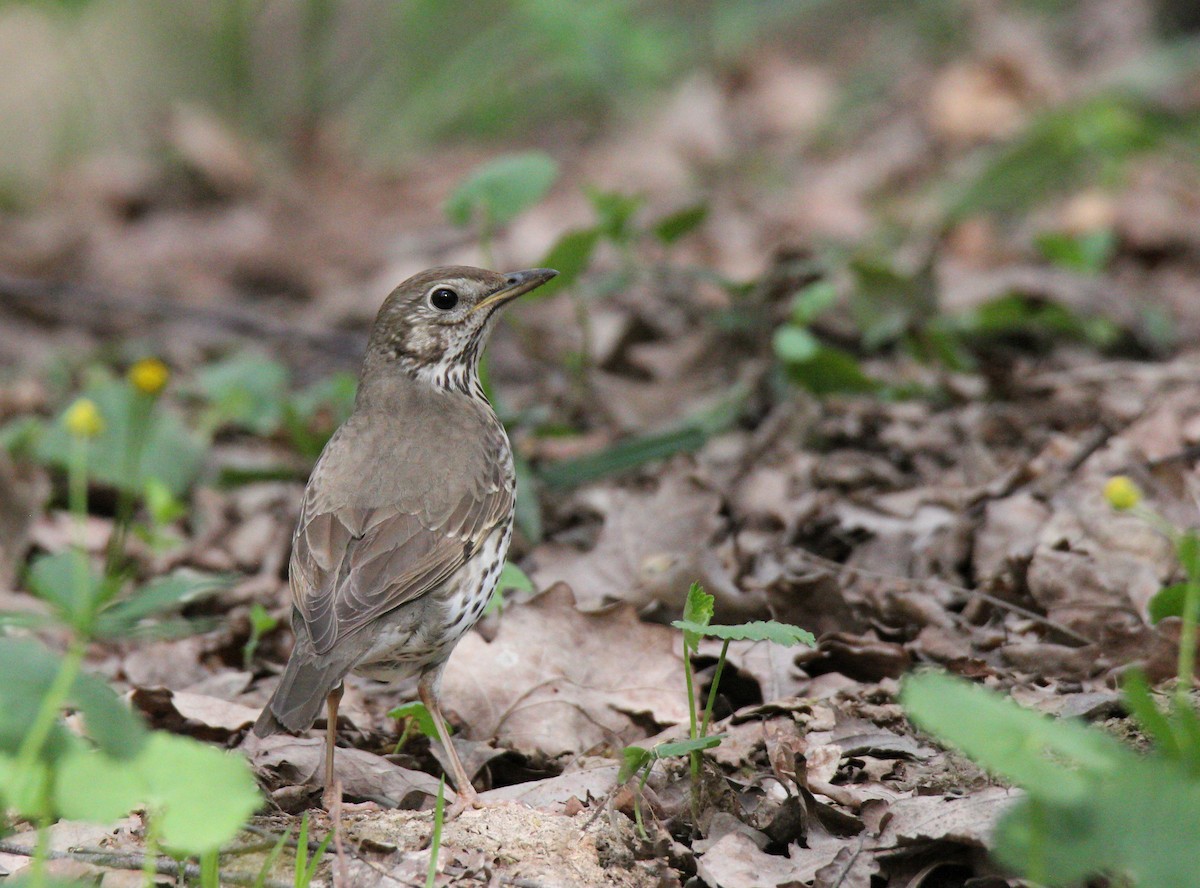 Начало работы с eBird - eBird