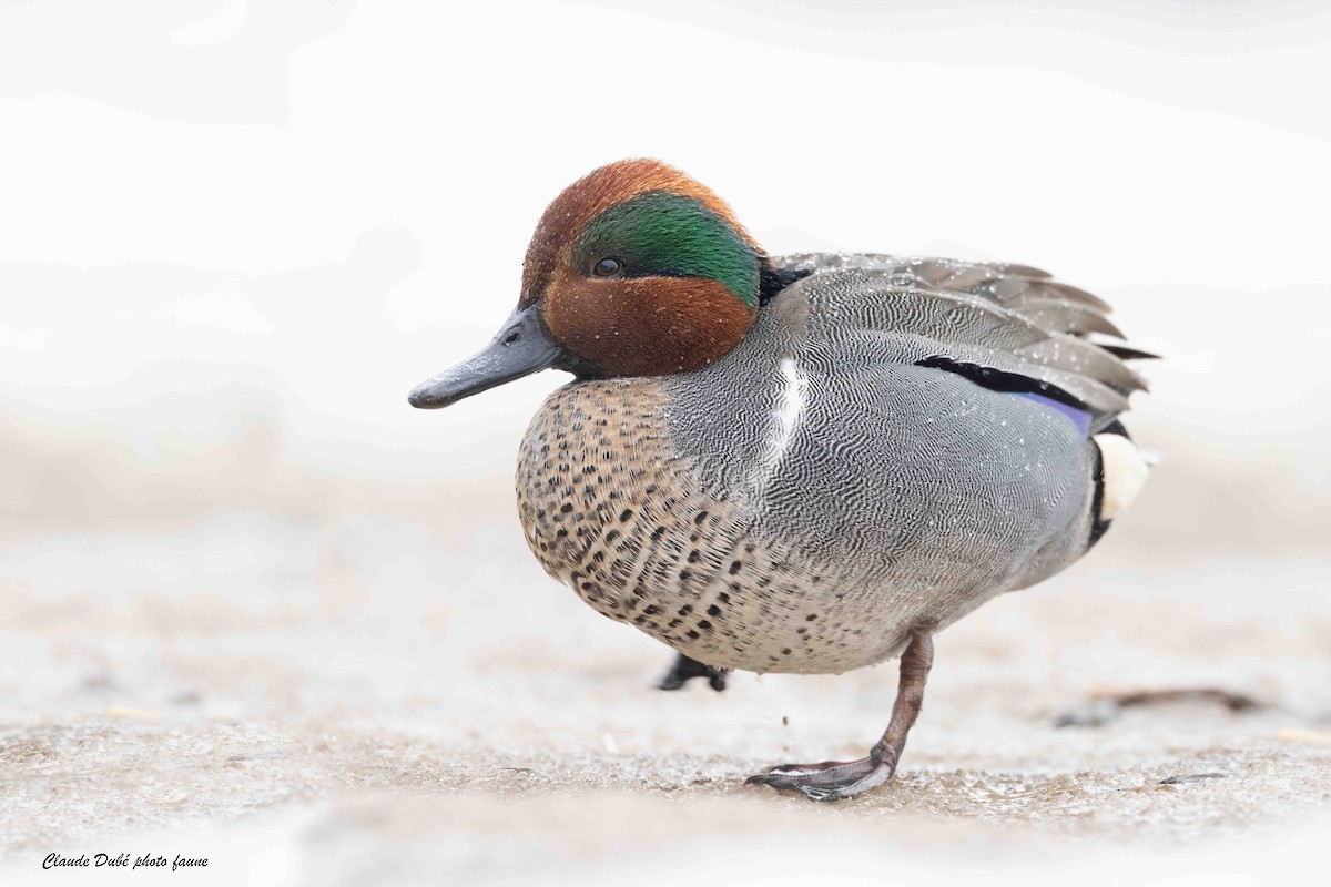 Green-winged Teal - ML616083660