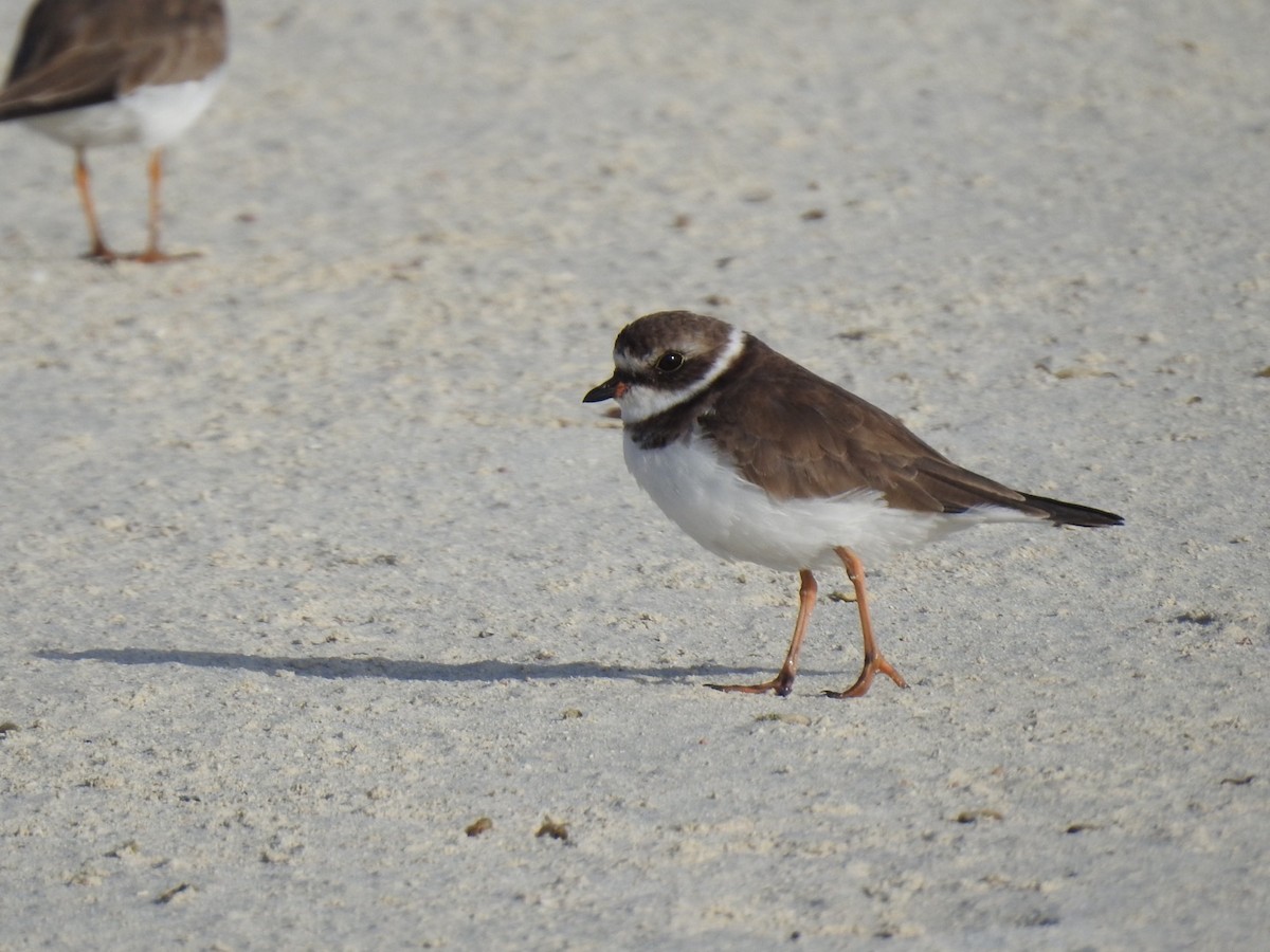 Semipalmated Plover - ML616083724
