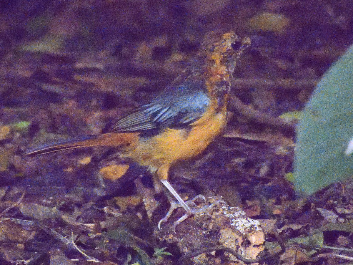 Red-capped Robin-Chat - ML616083737