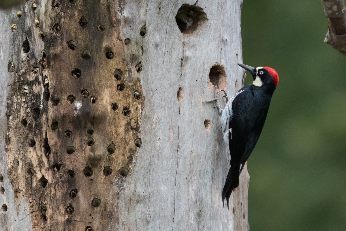 Acorn Woodpecker - ML616083825