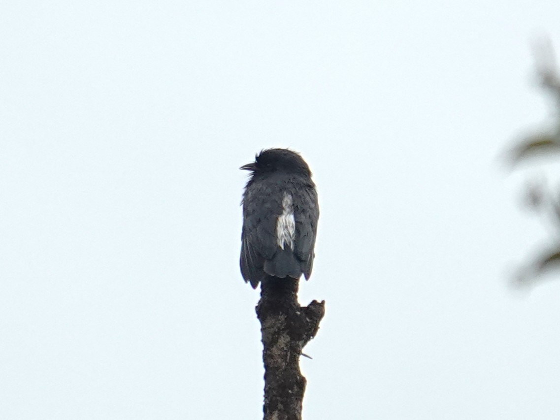 Swallow-winged Puffbird - ML616083939