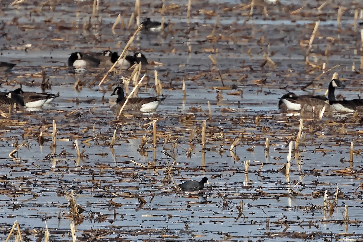 eBird Québec Checklist 15 Mar 2024 BaieduFebvre (station d