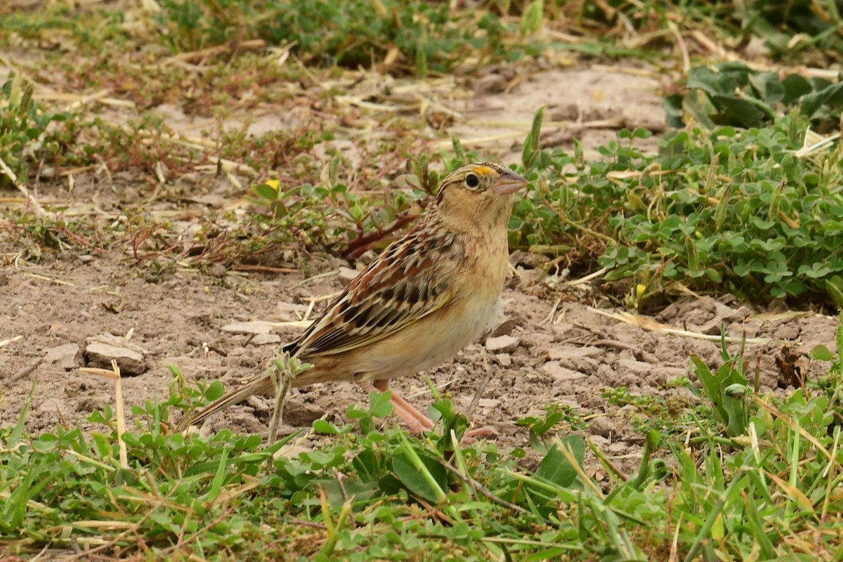 Grasshopper Sparrow - ML616083981