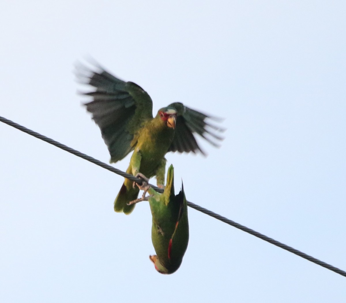 White-fronted Parrot - ML616084261