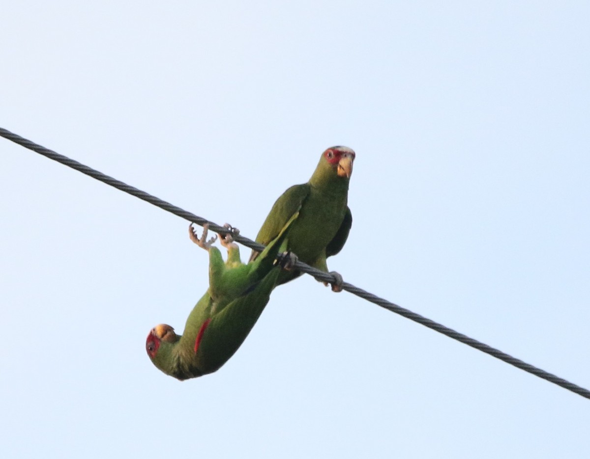 White-fronted Parrot - ML616084264