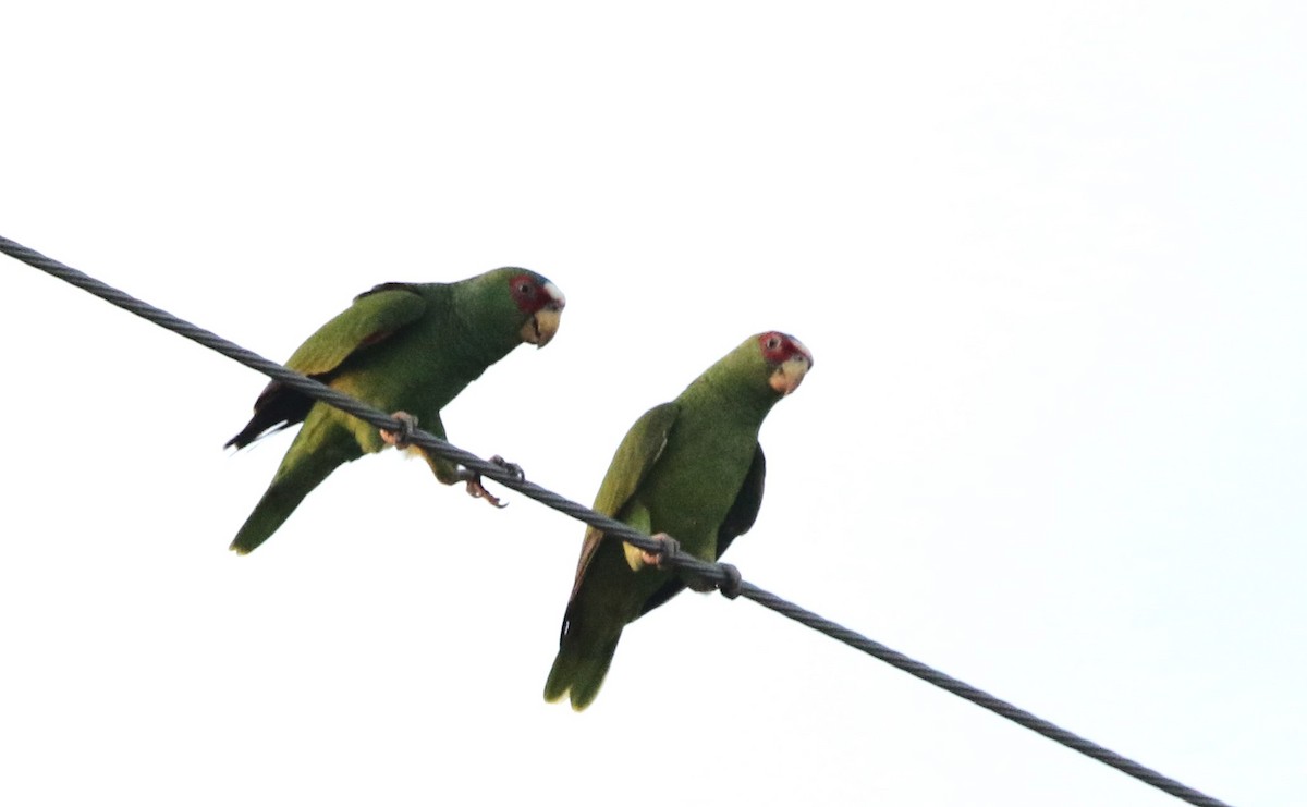 White-fronted Parrot - ML616084271
