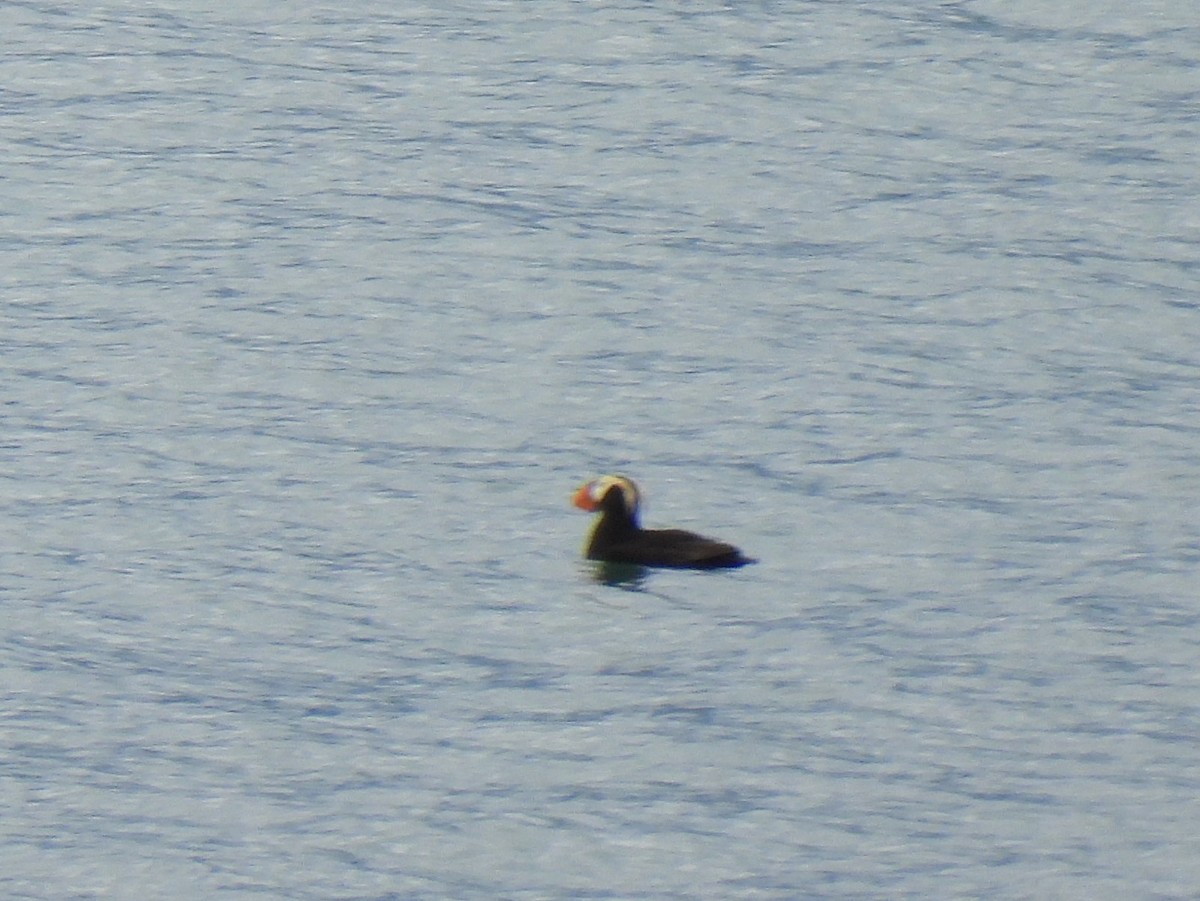 Tufted Puffin - ML616084562