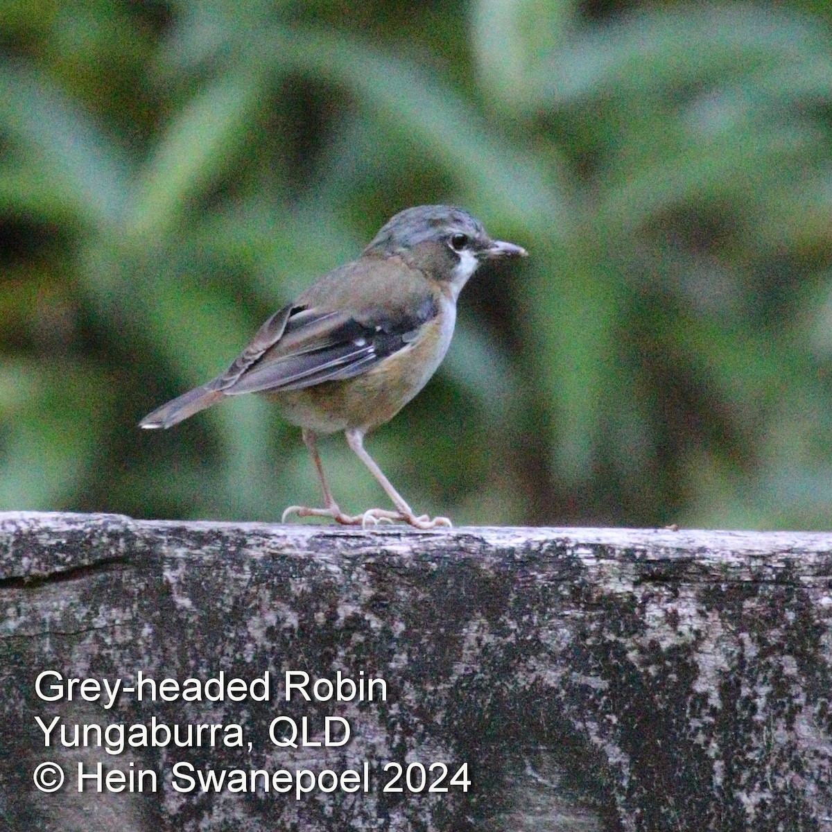 Gray-headed Robin - ML616084570