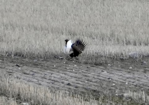 Greater Sandhill Cranes in Washington - eBird Pacific Northwest