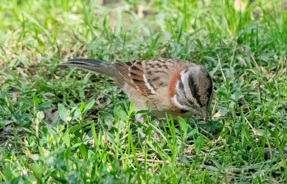 Rufous-collared Sparrow - ML616084878