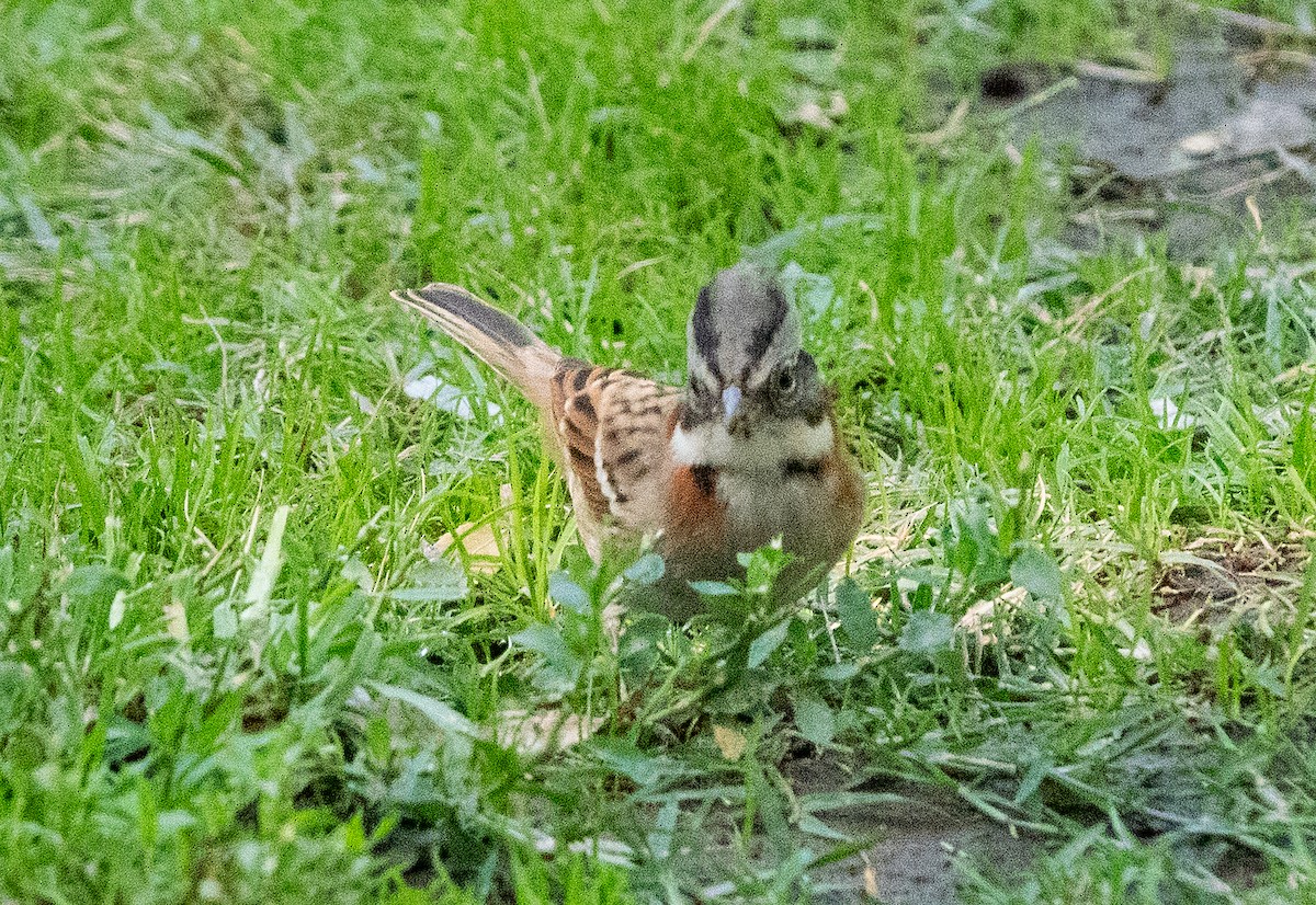 Rufous-collared Sparrow - ML616084879