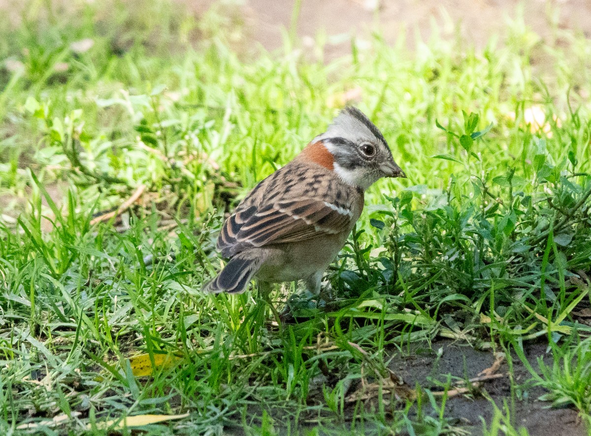 Rufous-collared Sparrow - ML616084881