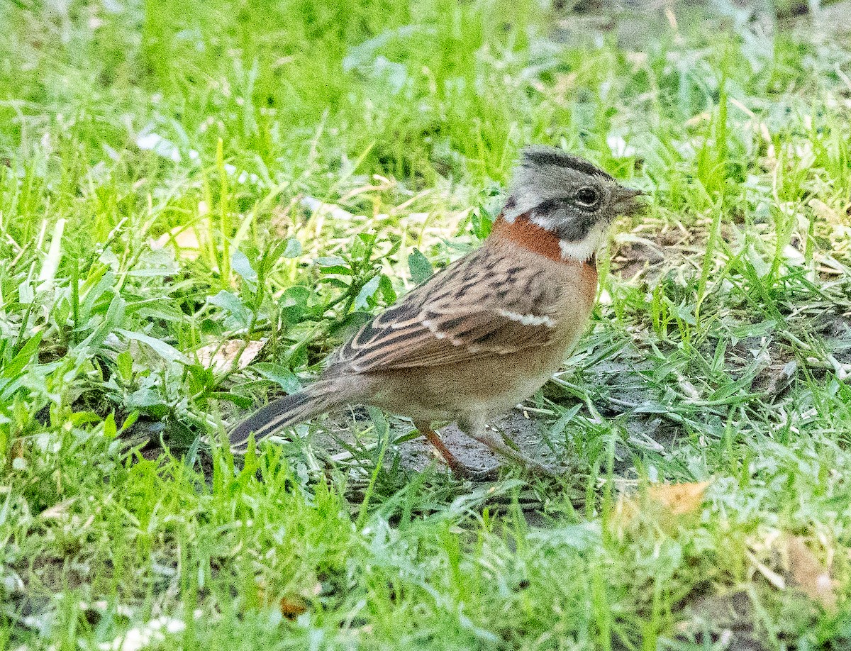 Rufous-collared Sparrow - ML616084882