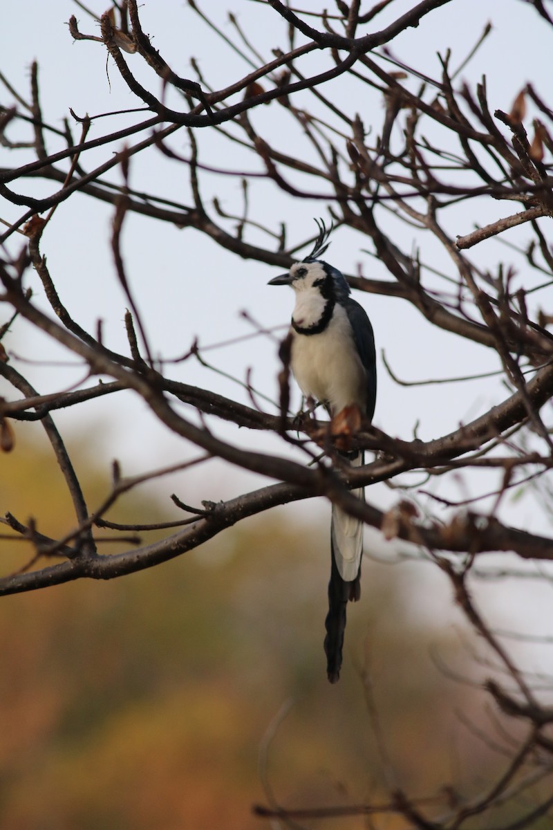 White-throated Magpie-Jay - ML616084903