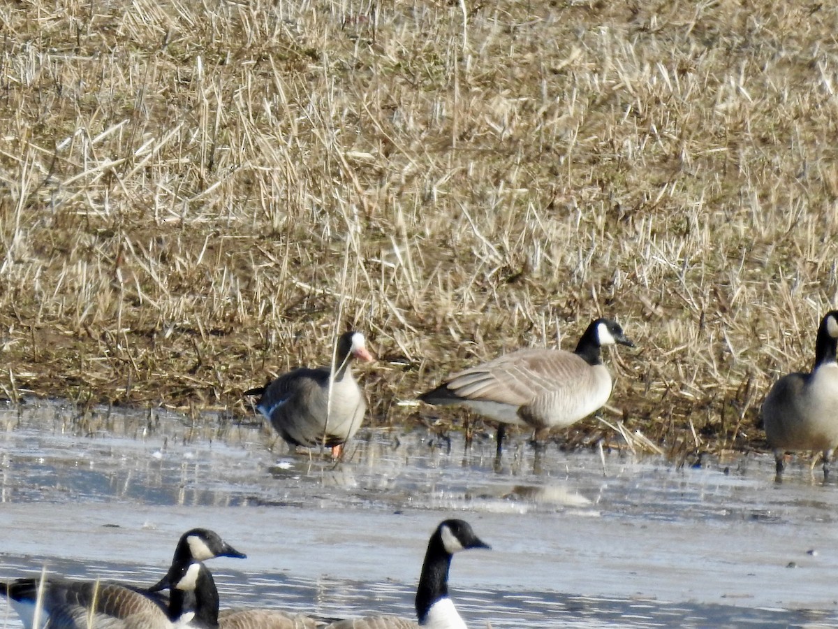 Greater White-fronted Goose - ML616084983