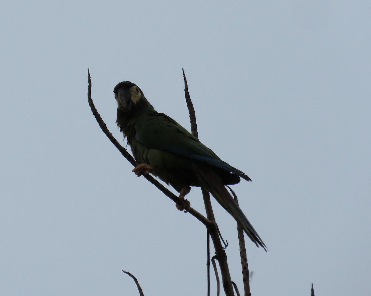 Yellow-collared Macaw - ML616085010