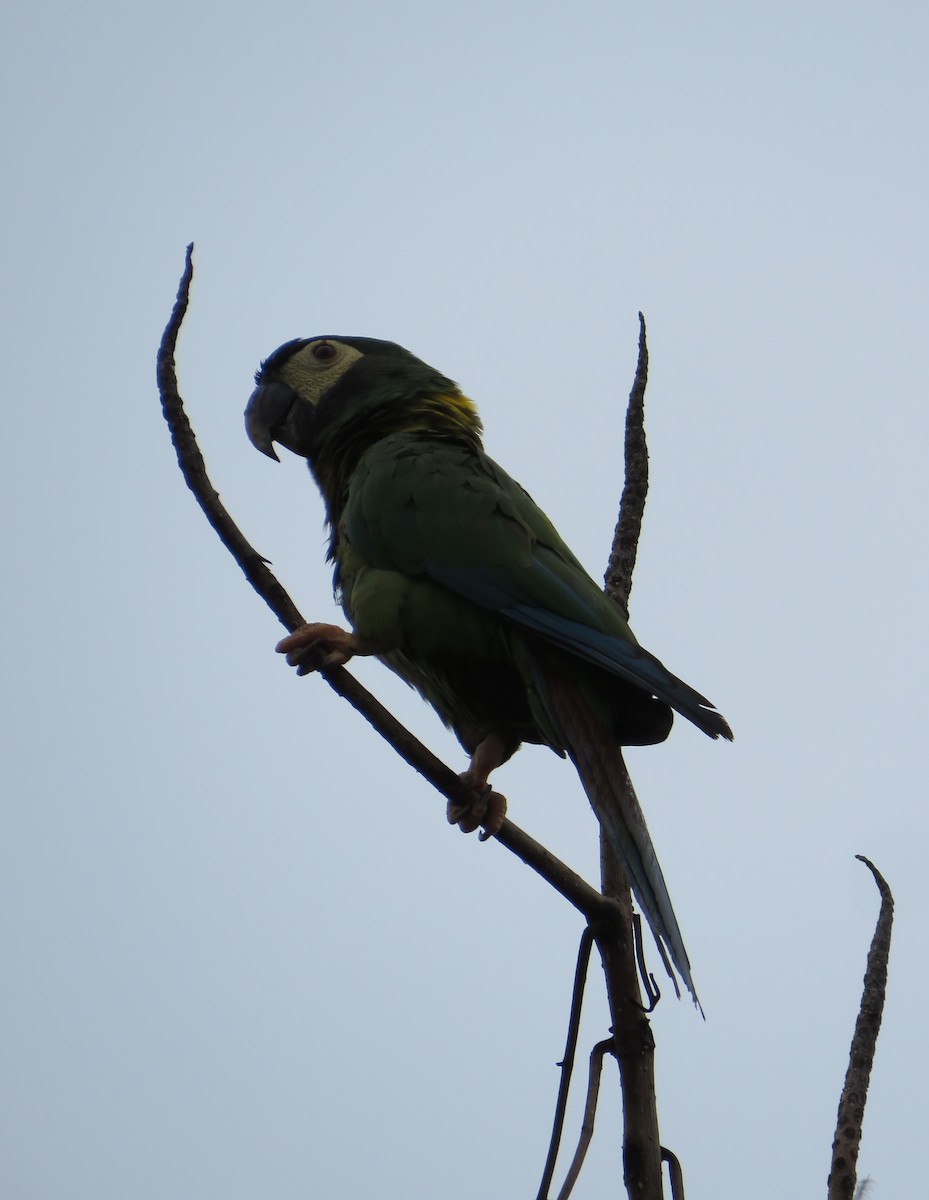 Yellow-collared Macaw - ML616085011