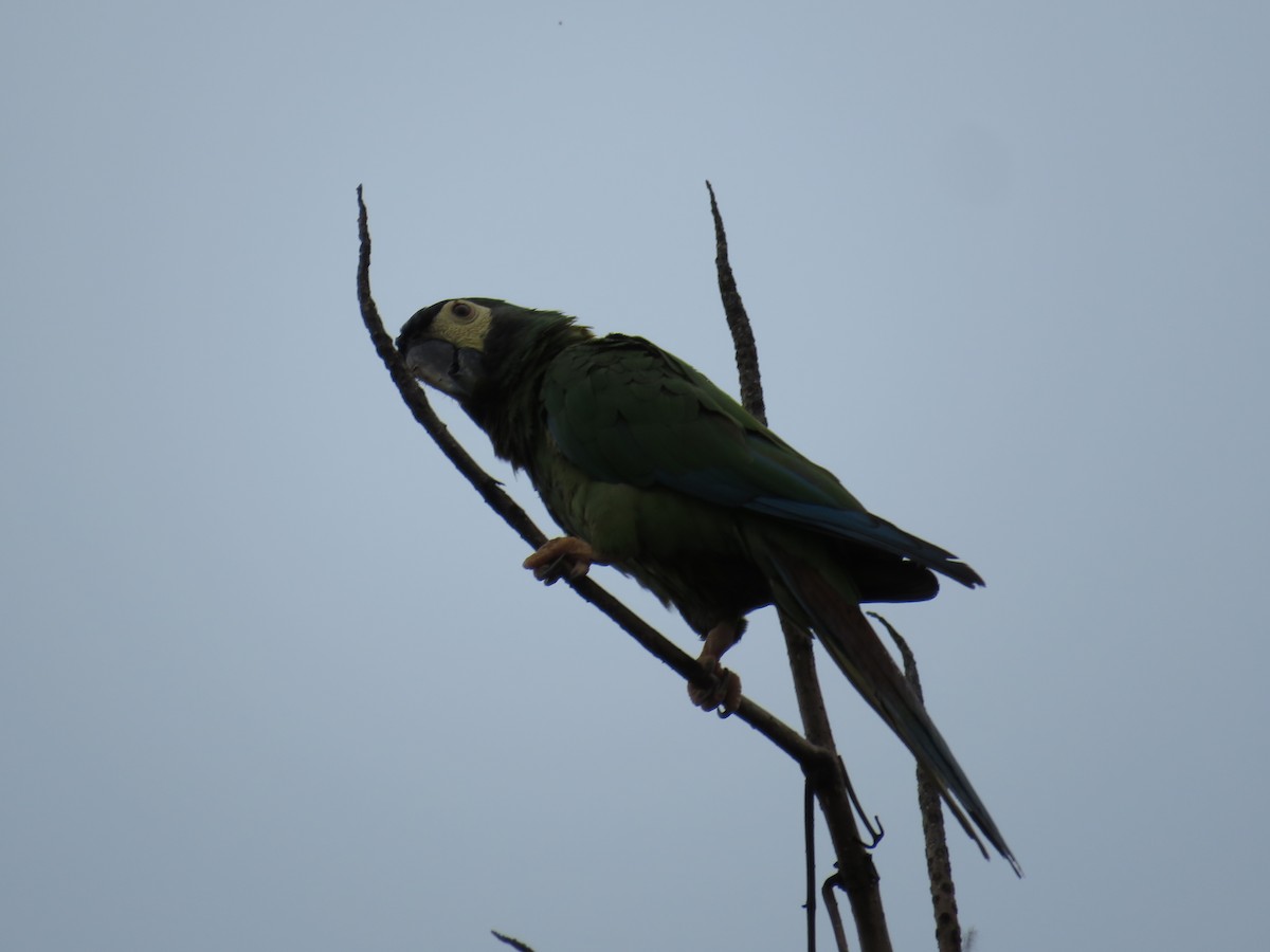Yellow-collared Macaw - ML616085012